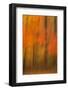 USA, New Jersey, Belleplain State Forest. Abstract of forest in autumn.-Jaynes Gallery-Framed Photographic Print