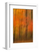 USA, New Jersey, Belleplain State Forest. Abstract of forest in autumn.-Jaynes Gallery-Framed Photographic Print