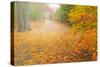 USA, New Jersey, Cape May. Leaf-covered road through autumn forest.-Jaynes Gallery-Stretched Canvas