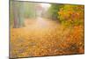 USA, New Jersey, Cape May. Leaf-covered road through autumn forest.-Jaynes Gallery-Mounted Photographic Print