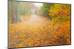 USA, New Jersey, Cape May. Leaf-covered road through autumn forest.-Jaynes Gallery-Mounted Photographic Print