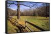 USA, New Jersey, Hunterdon, Mountainville, Sheep (Ovis Ammon Aires)-Alison Jones-Framed Stretched Canvas