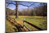 USA, New Jersey, Hunterdon, Mountainville, Sheep (Ovis Ammon Aires)-Alison Jones-Mounted Photographic Print