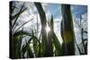 USA, New Jersey, Oldwick, Homestead Road, Corn-Alison Jones-Stretched Canvas