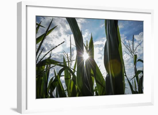 USA, New Jersey, Oldwick, Homestead Road, Corn-Alison Jones-Framed Photographic Print