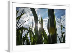 USA, New Jersey, Oldwick, Homestead Road, Corn-Alison Jones-Framed Photographic Print