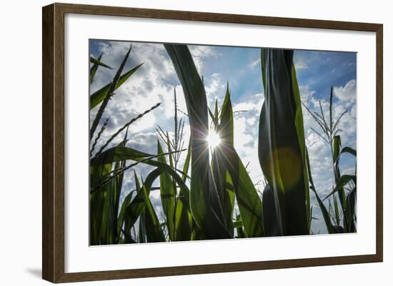 USA, New Jersey, Oldwick, Homestead Road, Corn-Alison Jones-Framed Photographic Print