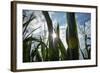 USA, New Jersey, Oldwick, Homestead Road, Corn-Alison Jones-Framed Photographic Print