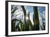 USA, New Jersey, Oldwick, Homestead Road, Corn-Alison Jones-Framed Photographic Print