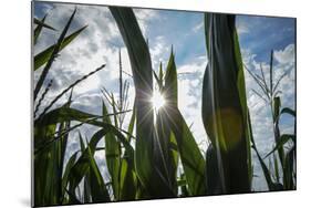 USA, New Jersey, Oldwick, Homestead Road, Corn-Alison Jones-Mounted Photographic Print