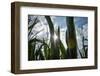 USA, New Jersey, Oldwick, Homestead Road, Corn-Alison Jones-Framed Photographic Print