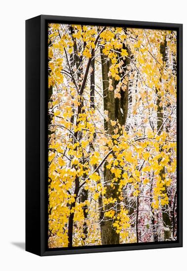 USA, New Jersey, Tewksbury Twp., Mountainville, Snowfall in Forest-Alison Jones-Framed Stretched Canvas