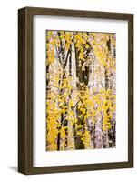 USA, New Jersey, Tewksbury Twp., Mountainville, Snowfall in Forest-Alison Jones-Framed Photographic Print