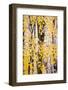 USA, New Jersey, Tewksbury Twp., Mountainville, Snowfall in Forest-Alison Jones-Framed Photographic Print