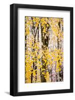 USA, New Jersey, Tewksbury Twp., Mountainville, Snowfall in Forest-Alison Jones-Framed Photographic Print