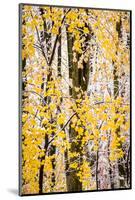USA, New Jersey, Tewksbury Twp., Mountainville, Snowfall in Forest-Alison Jones-Mounted Photographic Print