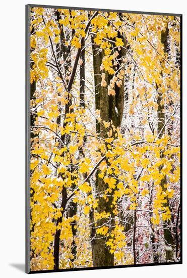 USA, New Jersey, Tewksbury Twp., Mountainville, Snowfall in Forest-Alison Jones-Mounted Photographic Print