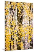 USA, New Jersey, Tewksbury Twp., Mountainville, Snowfall in Forest-Alison Jones-Stretched Canvas