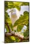 USA, New Mexico, Alamogordo, Alameda Park Zoo. Cattle egret in tree.-Jaynes Gallery-Mounted Photographic Print