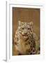 USA, New Mexico, Albuquerque. Snow Leopard in Rio Grande Zoo-Jaynes Gallery-Framed Photographic Print