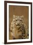 USA, New Mexico, Albuquerque. Snow Leopard in Rio Grande Zoo-Jaynes Gallery-Framed Photographic Print