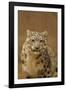 USA, New Mexico, Albuquerque. Snow Leopard in Rio Grande Zoo-Jaynes Gallery-Framed Photographic Print