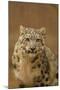 USA, New Mexico, Albuquerque. Snow Leopard in Rio Grande Zoo-Jaynes Gallery-Mounted Photographic Print