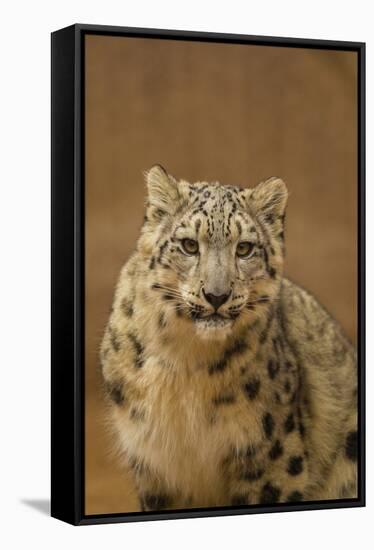 USA, New Mexico, Albuquerque. Snow Leopard in Rio Grande Zoo-Jaynes Gallery-Framed Stretched Canvas