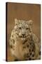 USA, New Mexico, Albuquerque. Snow Leopard in Rio Grande Zoo-Jaynes Gallery-Stretched Canvas