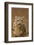 USA, New Mexico, Albuquerque. Snow Leopard in Rio Grande Zoo-Jaynes Gallery-Framed Photographic Print