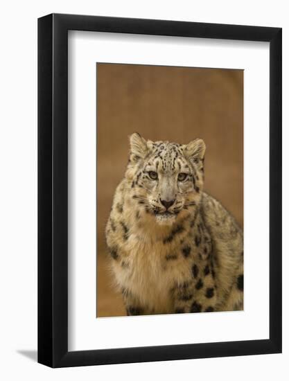 USA, New Mexico, Albuquerque. Snow Leopard in Rio Grande Zoo-Jaynes Gallery-Framed Photographic Print