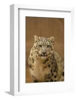 USA, New Mexico, Albuquerque. Snow Leopard in Rio Grande Zoo-Jaynes Gallery-Framed Photographic Print