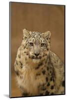 USA, New Mexico, Albuquerque. Snow Leopard in Rio Grande Zoo-Jaynes Gallery-Mounted Photographic Print