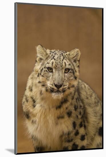 USA, New Mexico, Albuquerque. Snow Leopard in Rio Grande Zoo-Jaynes Gallery-Mounted Photographic Print