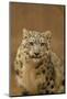 USA, New Mexico, Albuquerque. Snow Leopard in Rio Grande Zoo-Jaynes Gallery-Mounted Photographic Print