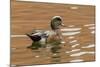 USA, New Mexico. American Widgeon Duck in Water-Jaynes Gallery-Mounted Photographic Print
