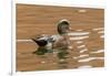 USA, New Mexico. American Widgeon Duck in Water-Jaynes Gallery-Framed Photographic Print