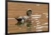 USA, New Mexico. American Widgeon Duck in Water-Jaynes Gallery-Framed Photographic Print