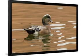 USA, New Mexico. American Widgeon Duck in Water-Jaynes Gallery-Framed Photographic Print