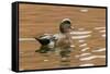 USA, New Mexico. American Widgeon Duck in Water-Jaynes Gallery-Framed Stretched Canvas