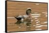 USA, New Mexico. American Widgeon Duck in Water-Jaynes Gallery-Framed Stretched Canvas