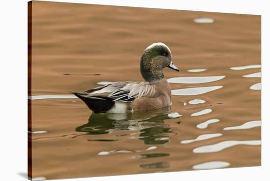 USA, New Mexico. American Widgeon Duck in Water-Jaynes Gallery-Stretched Canvas