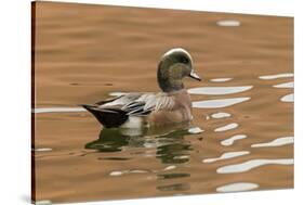 USA, New Mexico. American Widgeon Duck in Water-Jaynes Gallery-Stretched Canvas