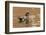 USA, New Mexico. American Widgeon Duck in Water-Jaynes Gallery-Framed Photographic Print