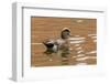 USA, New Mexico. American Widgeon Duck in Water-Jaynes Gallery-Framed Photographic Print