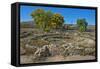 USA, New Mexico, Aztec Ruins National Monument, West Ruin, Small Kivas-Bernard Friel-Framed Stretched Canvas