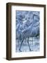 USA, New Mexico, Bernardo Wildlife Management Area. Sandhill cranes in icy water at sunrise.-Jaynes Gallery-Framed Photographic Print