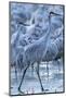 USA, New Mexico, Bernardo Wildlife Management Area. Sandhill cranes in icy water at sunrise.-Jaynes Gallery-Mounted Photographic Print