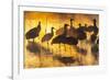 USA, New Mexico, Bernardo Wildlife Management Area. Sandhill cranes in water on foggy sunrise.-Jaynes Gallery-Framed Photographic Print