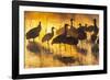 USA, New Mexico, Bernardo Wildlife Management Area. Sandhill cranes in water on foggy sunrise.-Jaynes Gallery-Framed Photographic Print